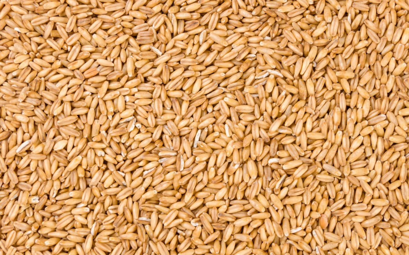 Einkorn Wheat