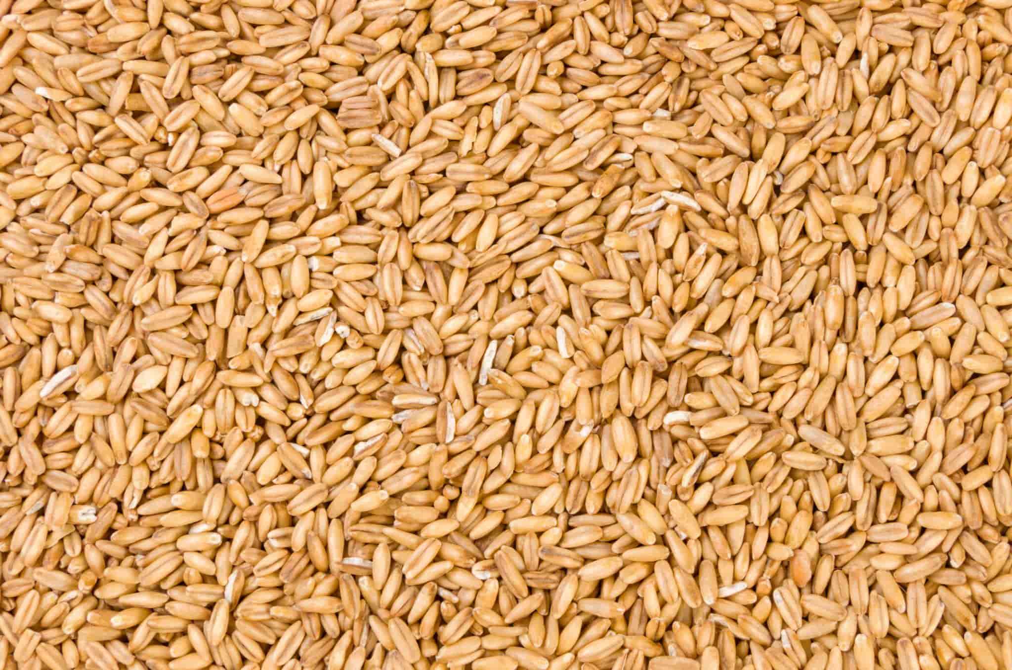 Feed Oats