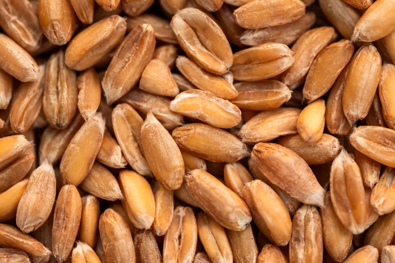 Khorasan Wheat