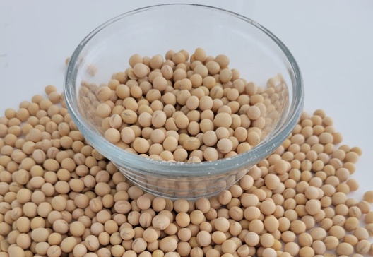 Soybean