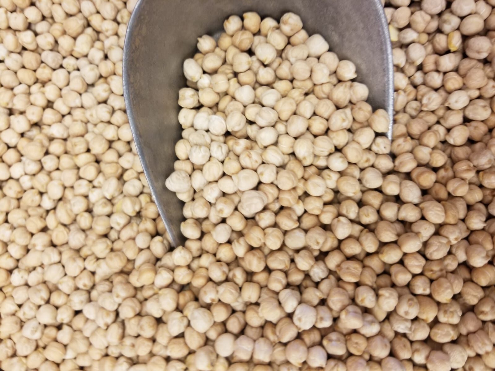 Kabuli Chickpeas